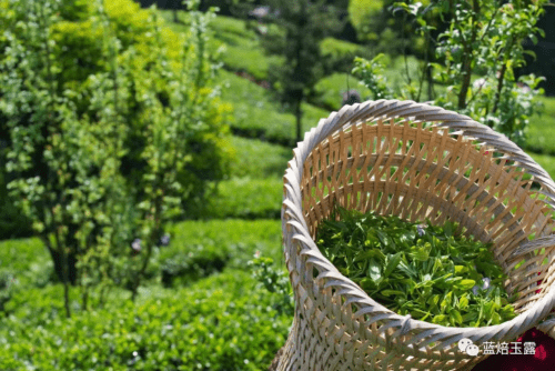 富硒茶和玉露茶(恩施玉露富硒茶多少钱)-硒宝网