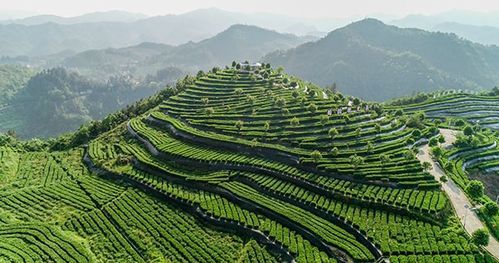 天然富硒茶银针(安康紫阳富硒茶银针多少钱一斤)-硒宝网