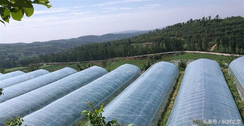 蒿硒富硒茶有吗(富硒茶叶)-硒宝网