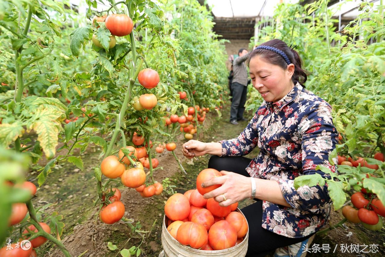 蒿硒富硒茶有吗(富硒茶叶)-硒宝网