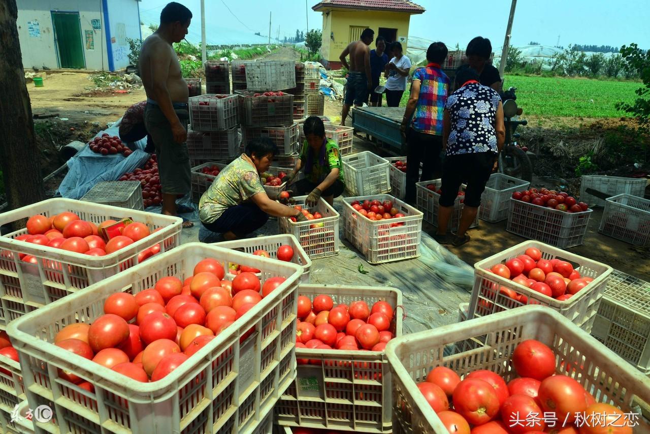蒿硒富硒茶有吗(富硒茶叶)-硒宝网