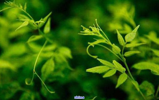 富硒藤茶可含硒(含硒藤茶有何功效作用)-硒宝网