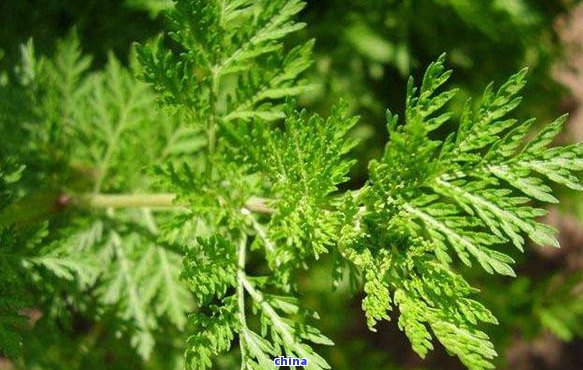 富硒藤茶可含硒(含硒藤茶有何功效作用)-硒宝网