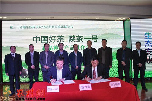 安康富硒茶白茶(安康茶白茶富硒含量多少)-硒宝网