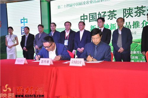 安康富硒茶白茶(安康茶白茶富硒含量多少)-硒宝网