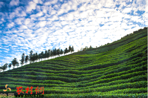 安康富硒茶白茶(安康茶白茶富硒含量多少)-硒宝网