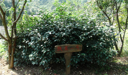 安康富硒茶白茶(安康茶白茶富硒含量多少)-硒宝网