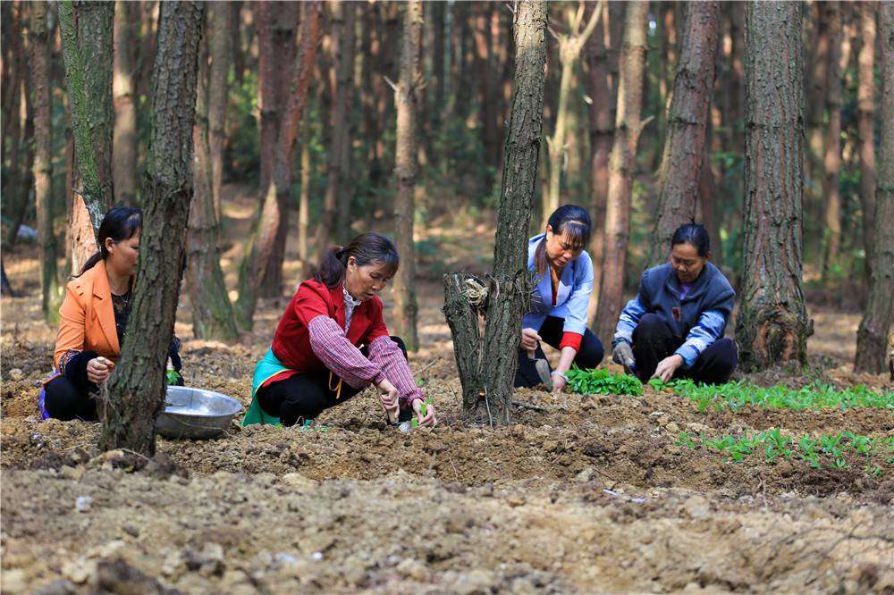 蒿硒富硒茶有吗(茶蒿富硒硒有什么作用)-硒宝网