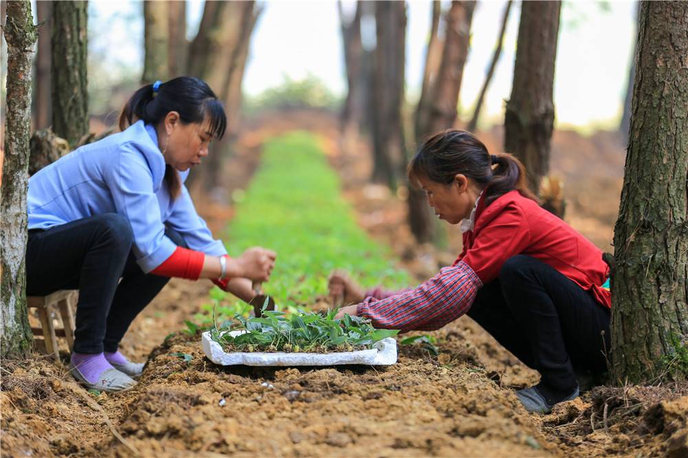 蒿硒富硒茶有吗(茶蒿富硒硒有什么作用)-硒宝网
