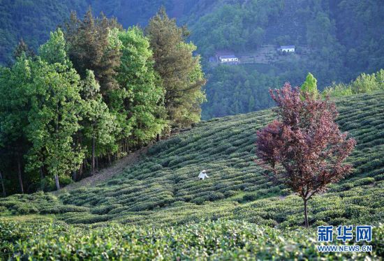 安康富硒茶白茶(安康富硒茶是绿茶吗)-硒宝网