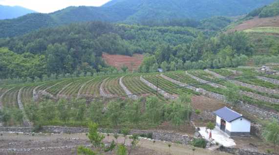 安康富硒茶优势(安康富硒茶是什么茶)-硒宝网