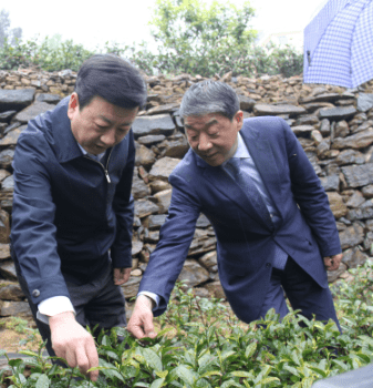 安康富硒茶优势(安康富硒茶是什么茶)-硒宝网