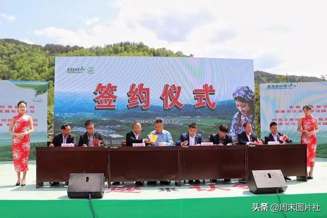 安康富硒茶优势（安康富硒茶的功效与作用）-硒宝网