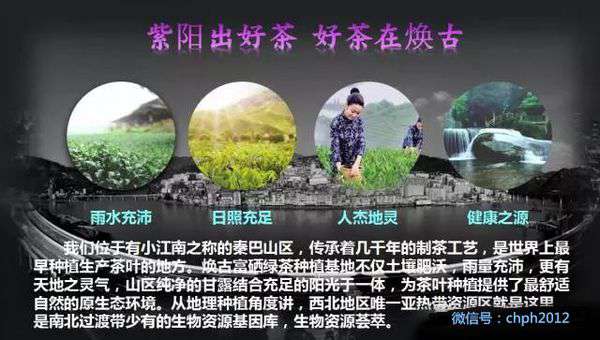 紫阳富硒茶绿茶(紫阳富晒绿茶)-硒宝网