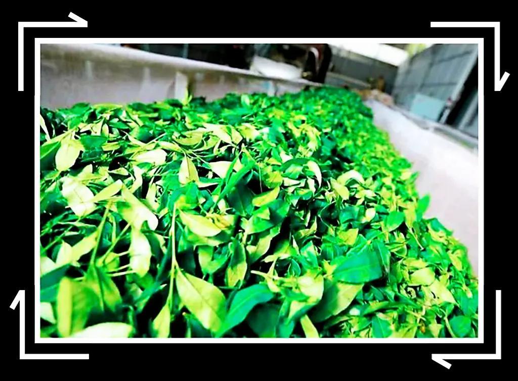 广西贺州富硒茶（贺州富硒大米）-硒宝网