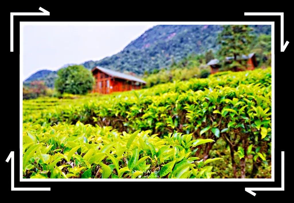 广西贺州富硒茶（贺州富硒大米）-硒宝网