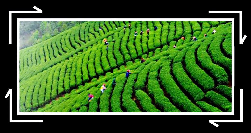 广西贺州富硒茶（贺州富硒大米）-硒宝网