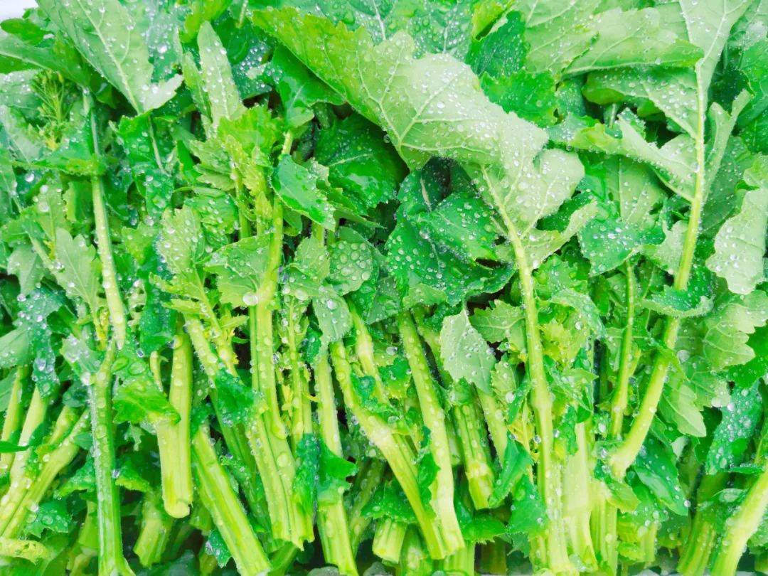 富硒苦荞茶云硒(富硒苦荞茶的副作用)-硒宝网