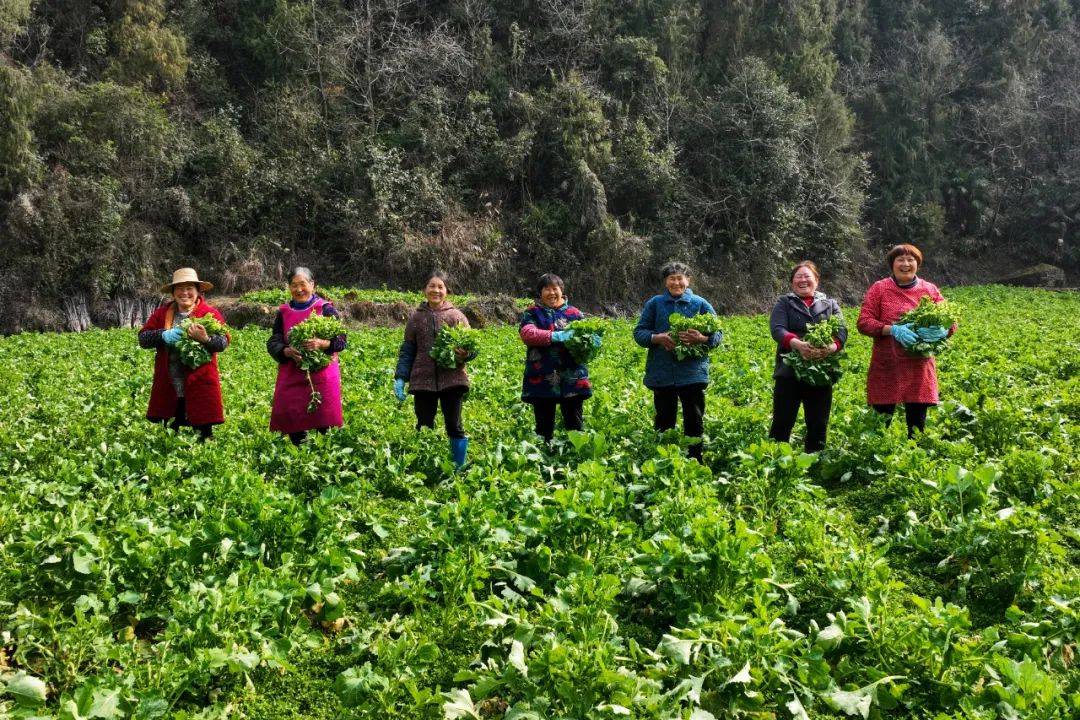 富硒苦荞茶云硒(富硒苦荞茶的副作用)-硒宝网