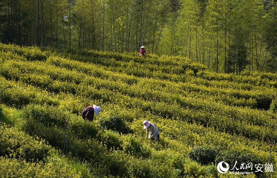 石台野生富硒茶（石台县野生硒茶）-硒宝网