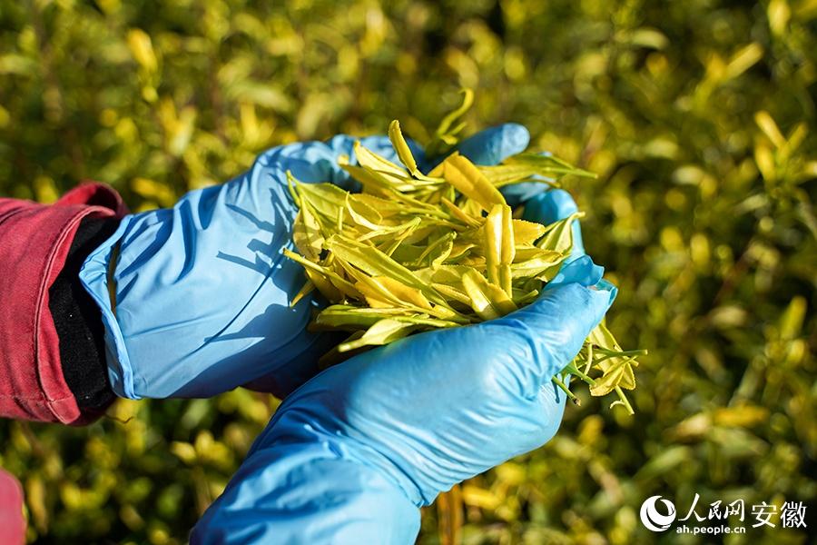 石台野生富硒茶（石台县野生硒茶）-硒宝网