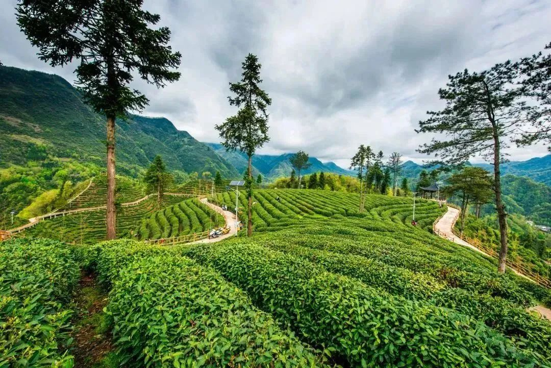 汉中镇巴富硒茶(汉中富硒绿茶)-硒宝网