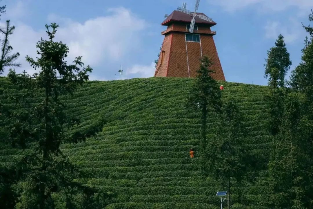 汉中镇巴富硒茶(汉中富硒绿茶)-硒宝网