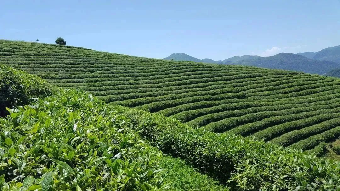 汉中镇巴富硒茶(汉中富硒绿茶)-硒宝网