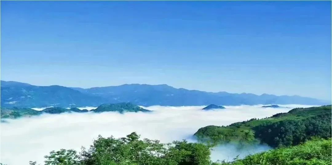 汉中镇巴富硒茶(汉中富硒绿茶)-硒宝网