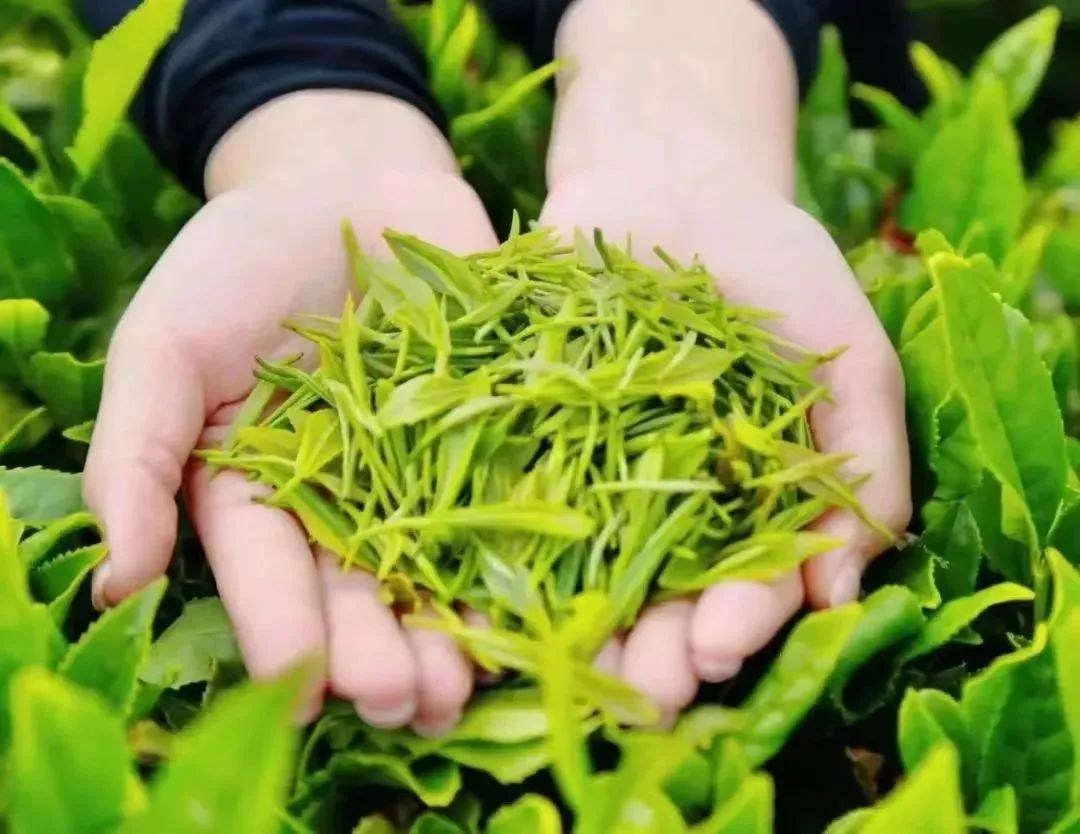 汉中镇巴富硒茶(汉中富硒绿茶)-硒宝网