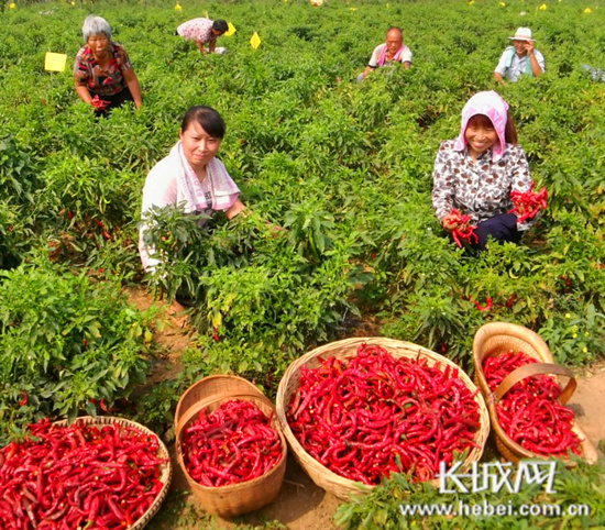 天津富硒茶供应（富硒茶庄）-硒宝网