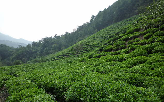 石台野生富硒茶（石台富硒野茶多少钱一斤）-硒宝网