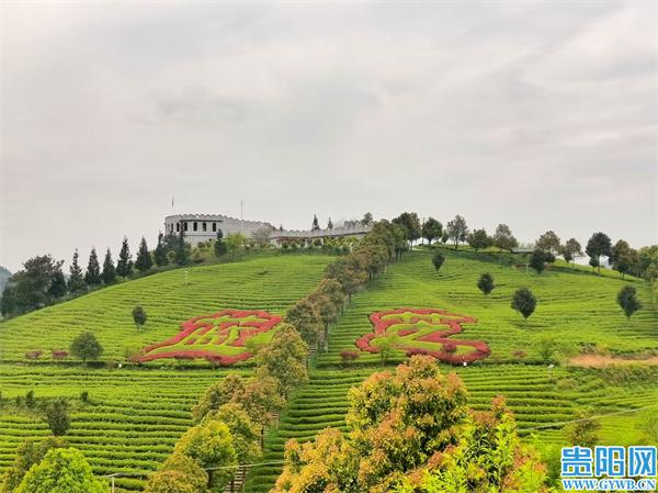 日照有机富硒茶（日照茶机富硒有什么作用）-硒宝网