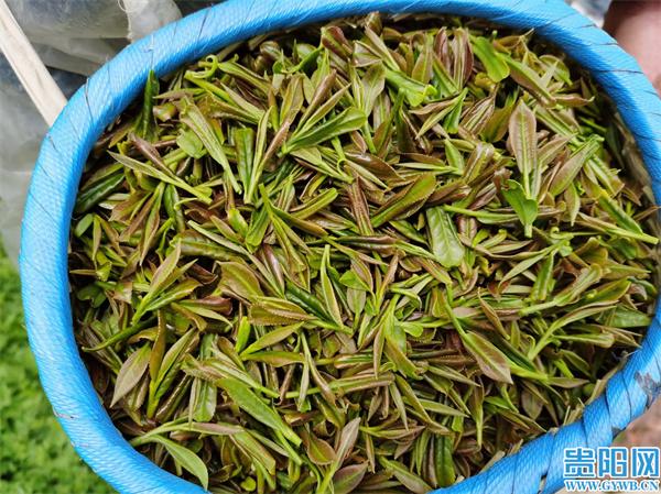 日照有机富硒茶（日照茶机富硒有什么作用）-硒宝网