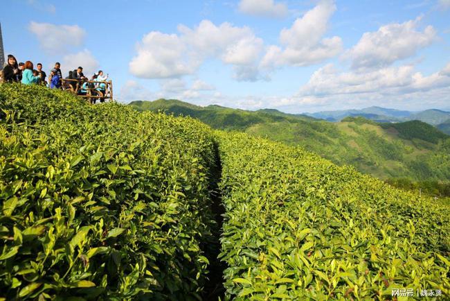 富硒茶产业产值（富硒茶叶国家标准）-硒宝网