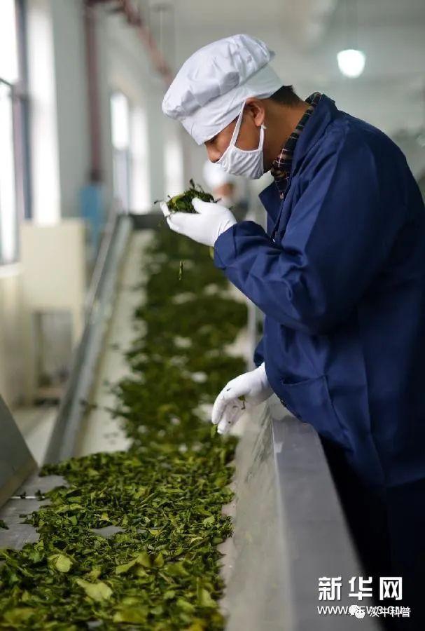 日照有机富硒茶（日照富硒绿茶）-硒宝网