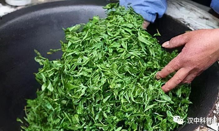 日照有机富硒茶（日照富硒绿茶）-硒宝网