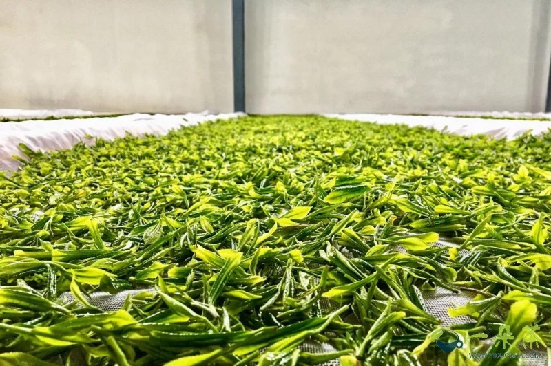 富硒茶消费扶贫（扶贫茶叶）-硒宝网