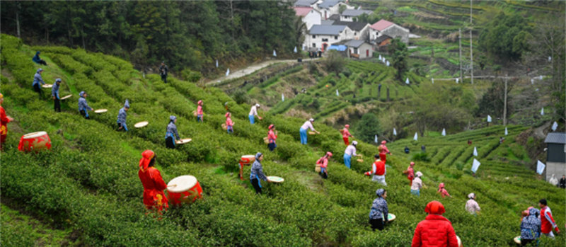 石台富硒茶企业（石台富硒茶叶）-硒宝网