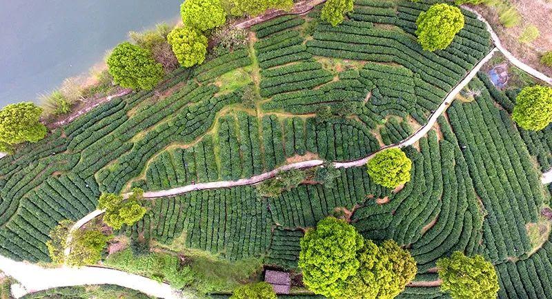 日照有机富硒茶(富硒茶具)-硒宝网