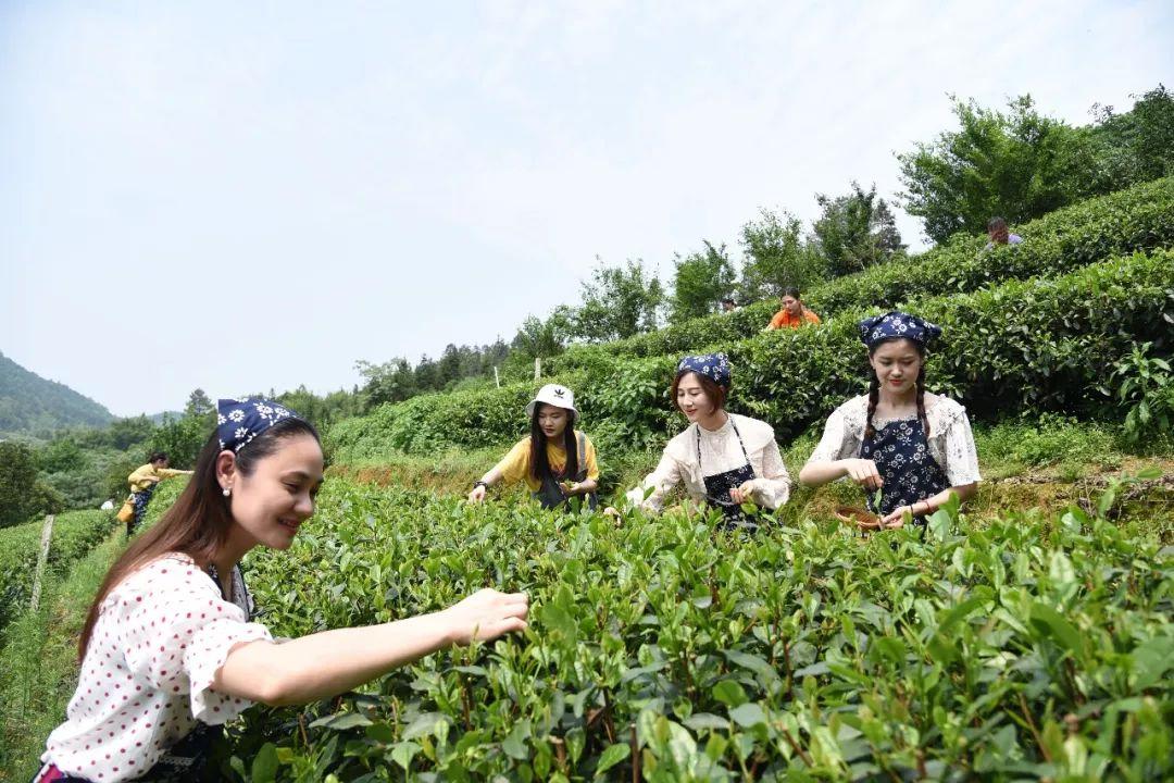 日照有机富硒茶(富硒茶具)-硒宝网