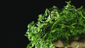 安徽养生富硒茶（安徽富硒茶产地）-硒宝网