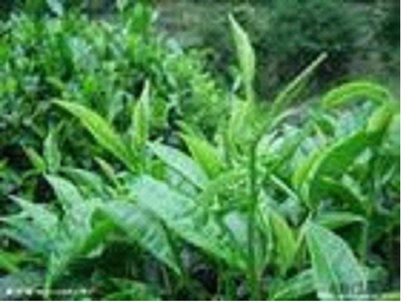 富硒茶推销加盟(推销茶加盟富硒茶的话术)-硒宝网