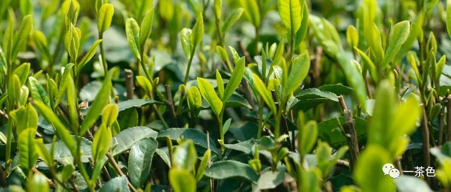 富硒茶推销加盟(推销茶加盟富硒茶的话术)-硒宝网