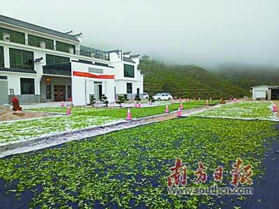 日照富硒茶价格(日照茶价格表)-硒宝网