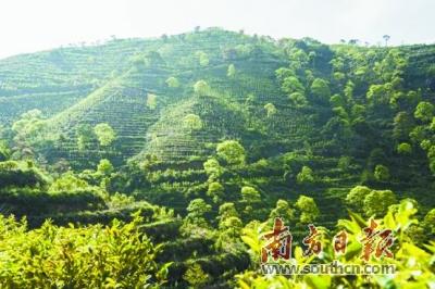 日照富硒茶价格(日照茶价格表)-硒宝网