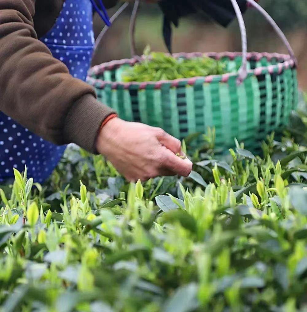 原始富硒手工茶（原生茶业富硒茶）-硒宝网