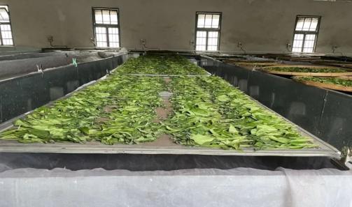 原始富硒手工茶（原生茶业富硒茶）-硒宝网