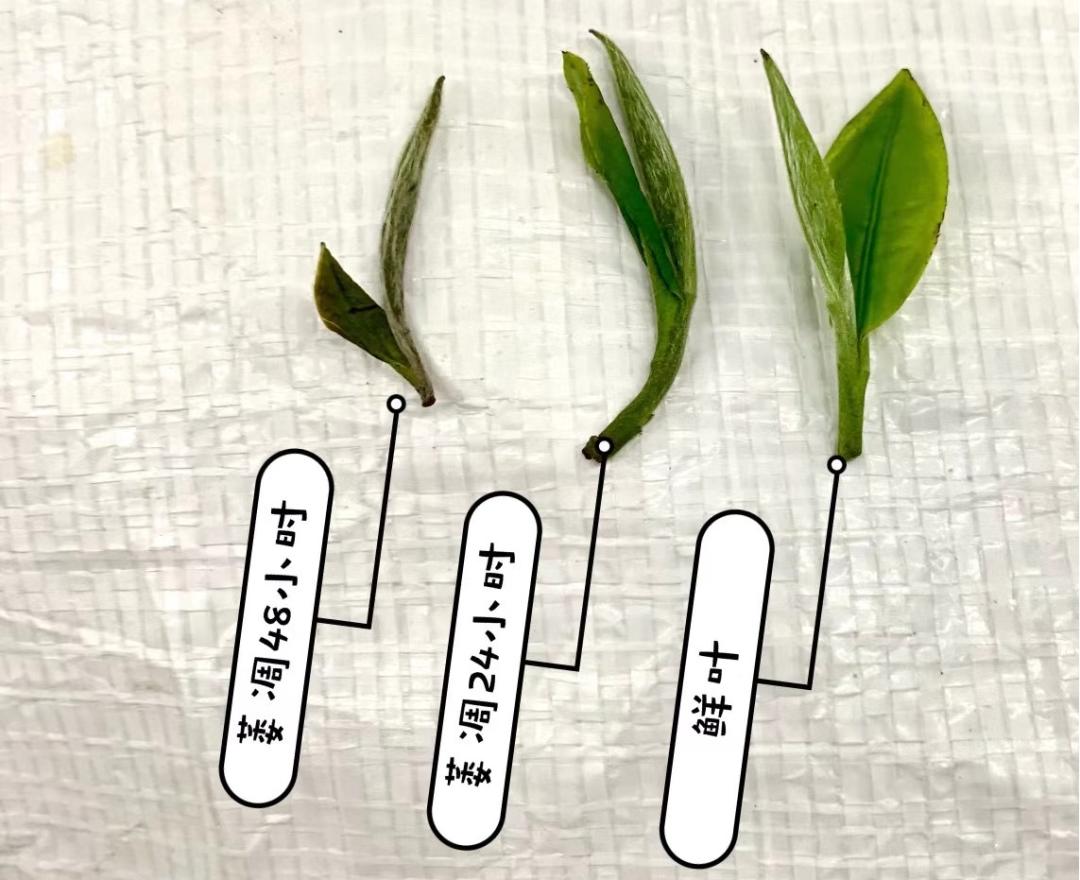 原始富硒手工茶（原生茶业富硒茶）-硒宝网