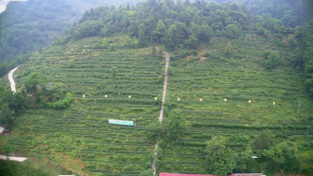 紫阳富硒茶机遇(紫阳富硒茶红茶礼盒)-硒宝网